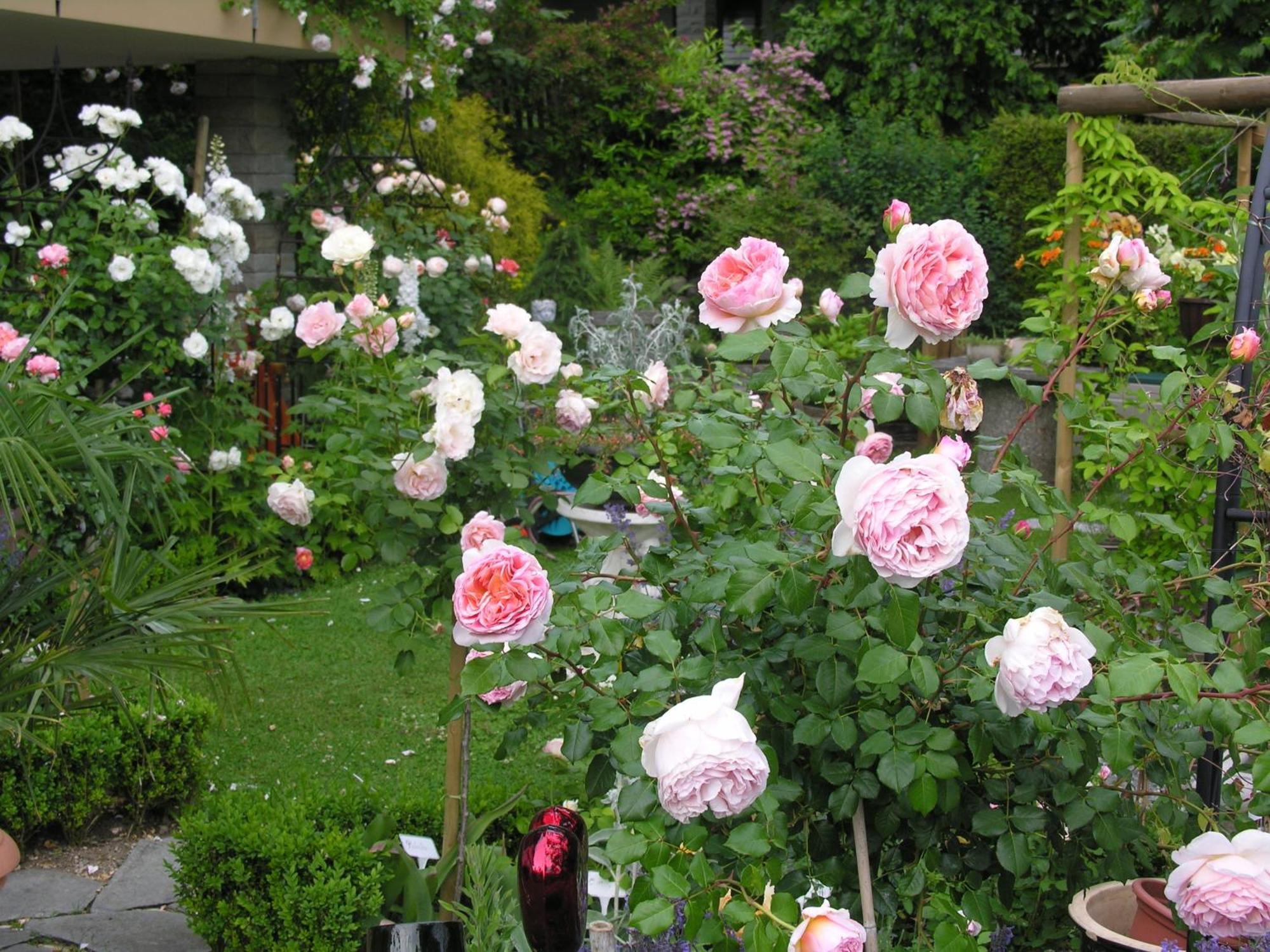 Wolfhausen Im Roeseligarten المظهر الخارجي الصورة